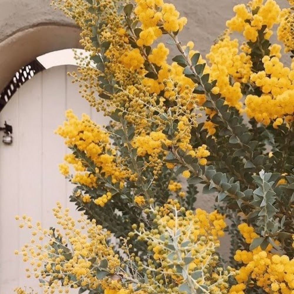 Meet your Posher, Jjojjoo